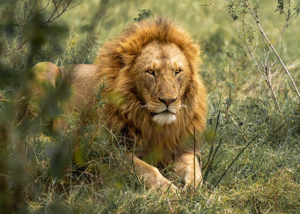 The Lion