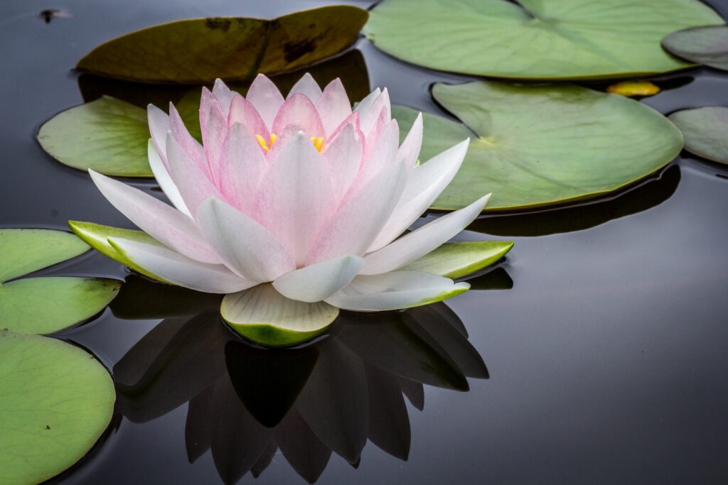Here Comes Yer Moment of Zen