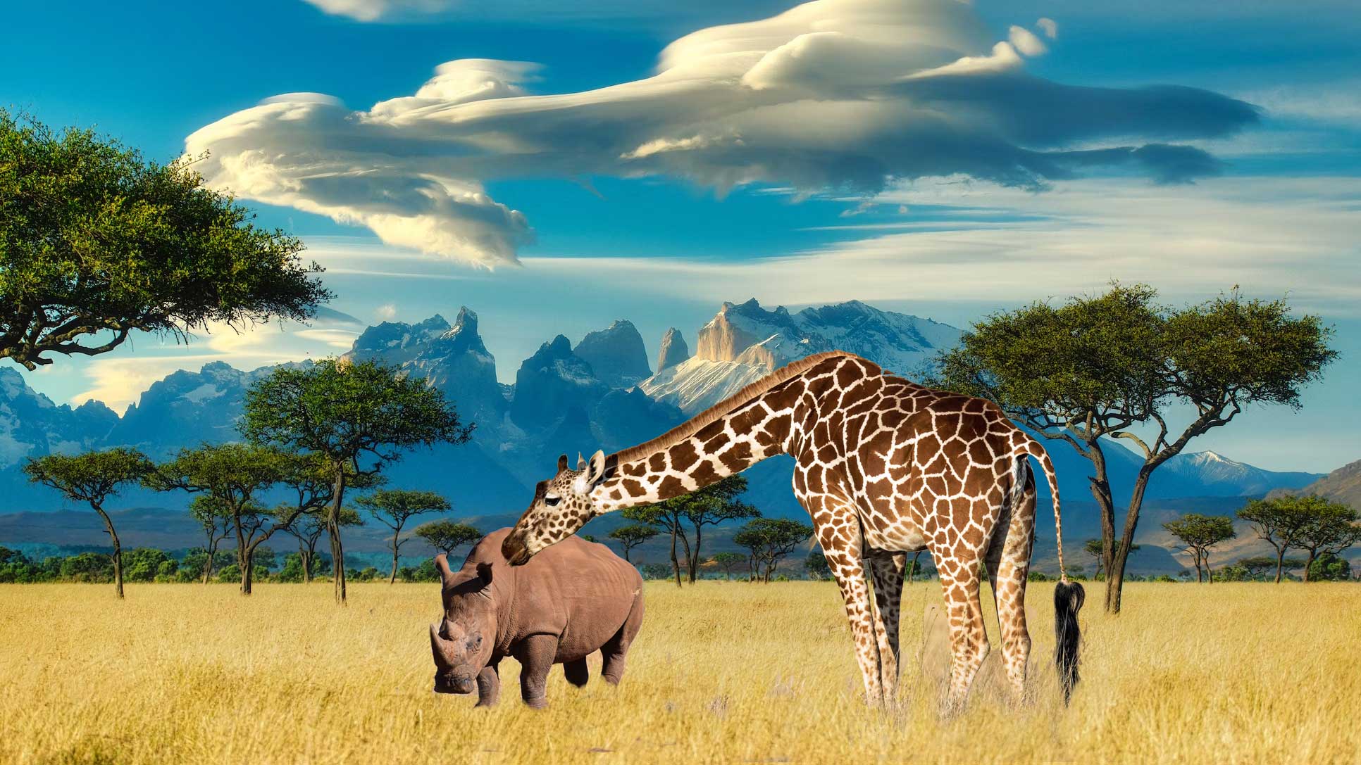 Giraffe & Rhinoceros