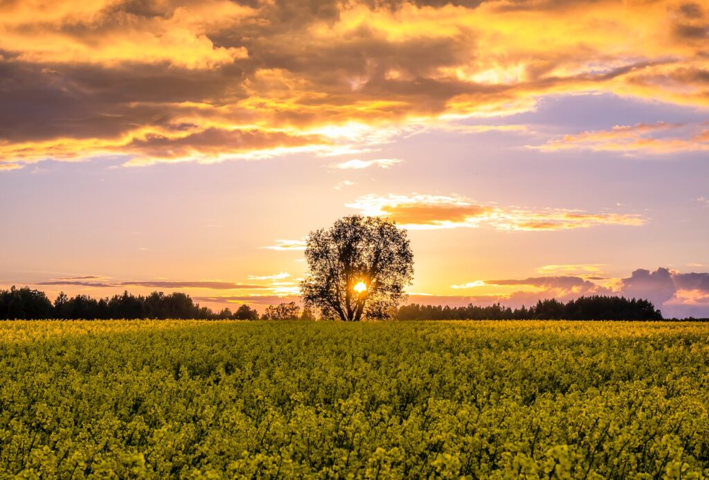 Underneath the Southern Sunrise