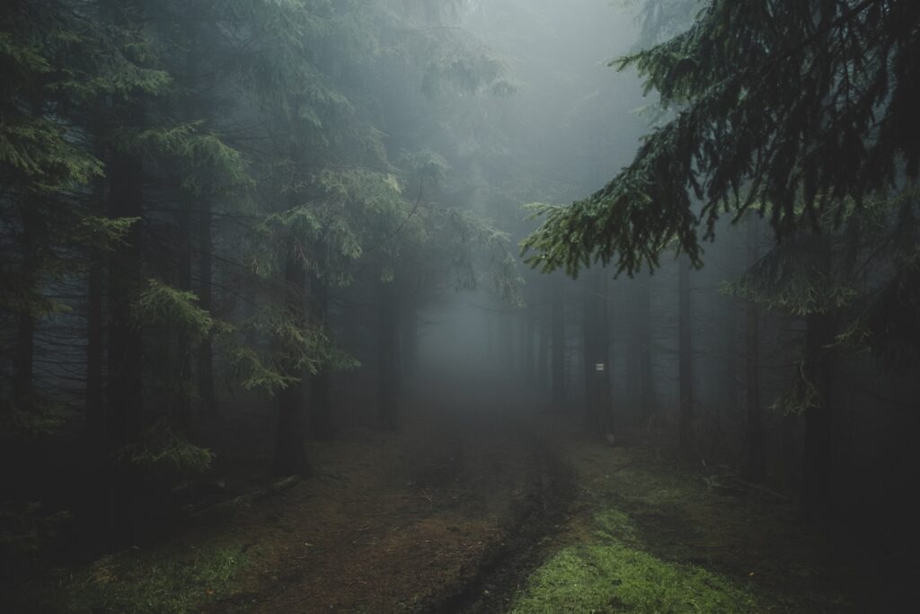trees and pathway