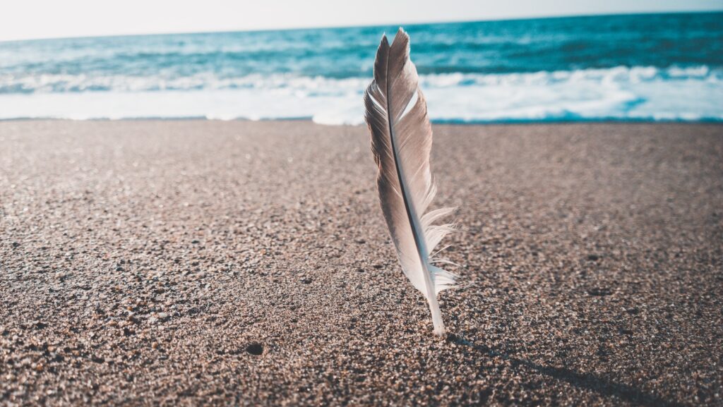 brown and gray feather near seashore