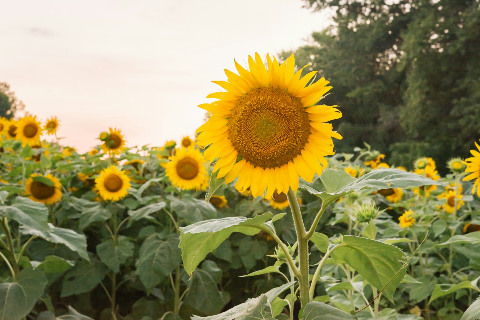 Shine On, Sunny Days
