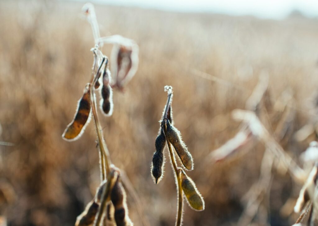 Beanstalk Dreams