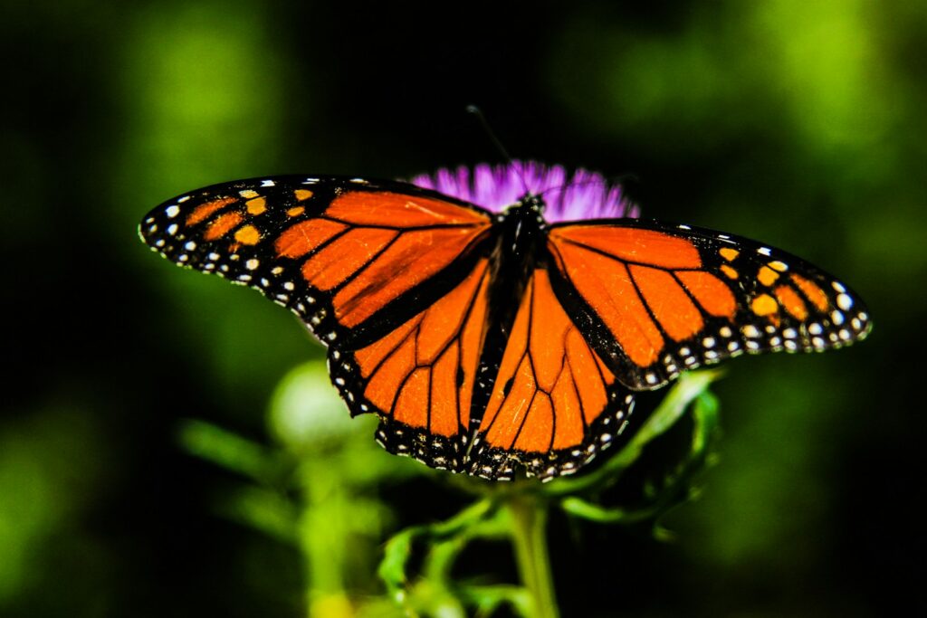 Flutter By