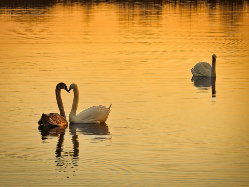 Boundless Love