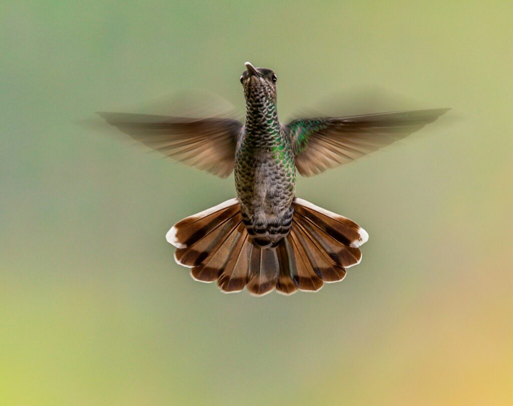She Flies