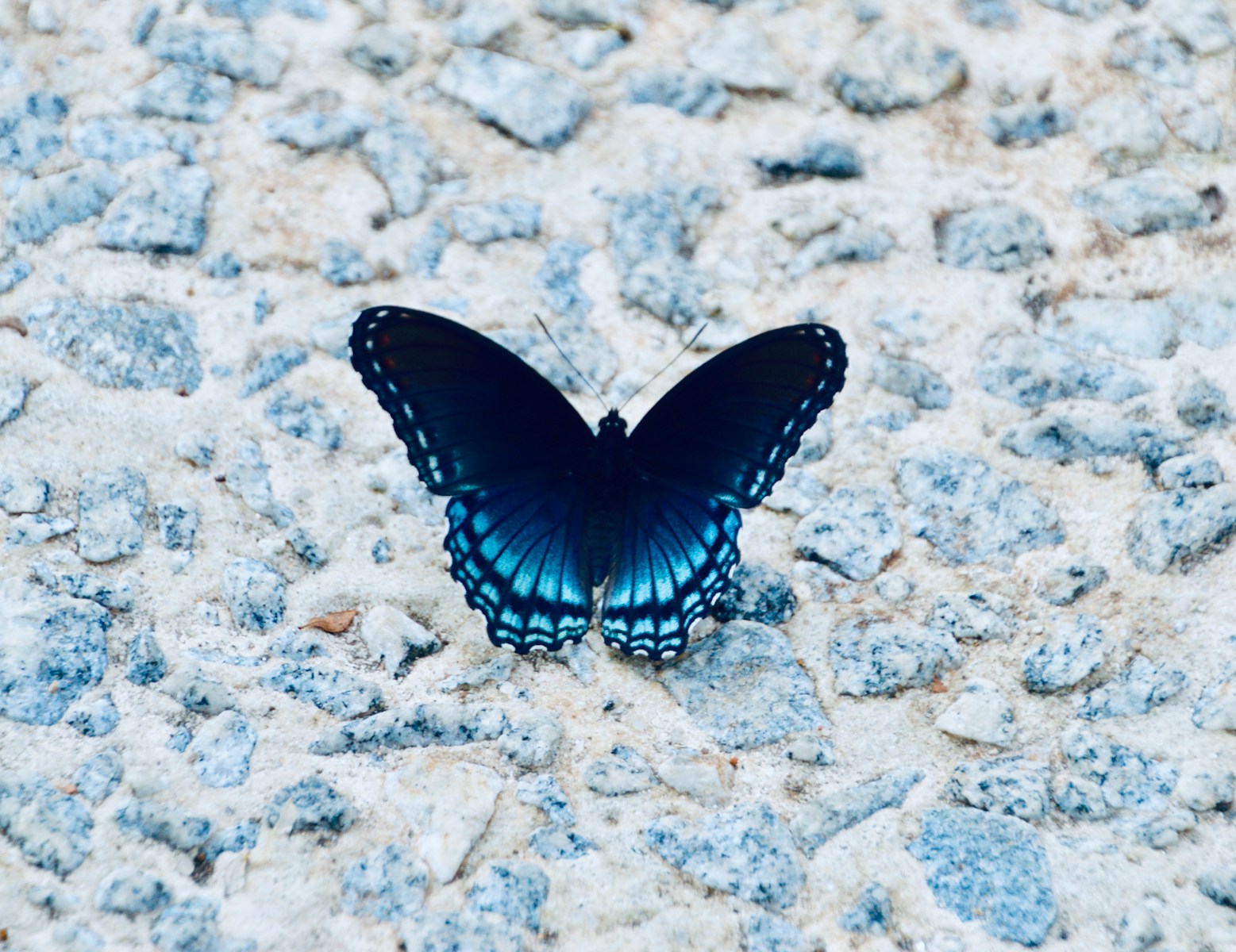 Life of a Butterfly