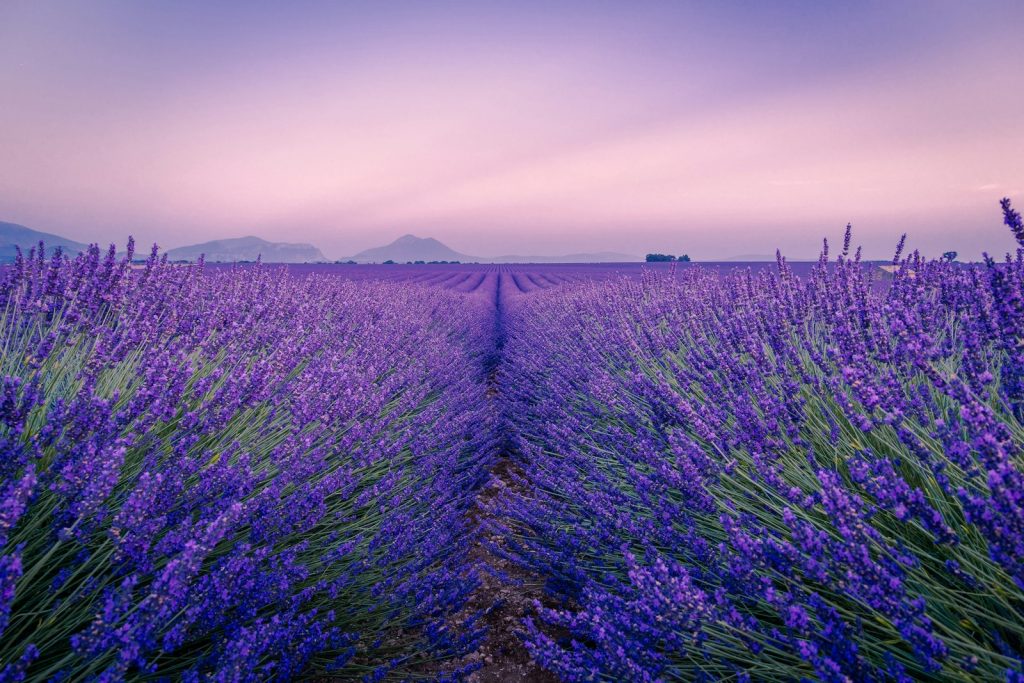 Lavender Breeze