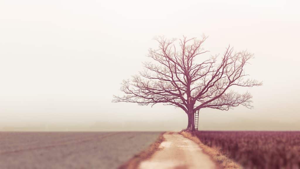bare tree during daytime