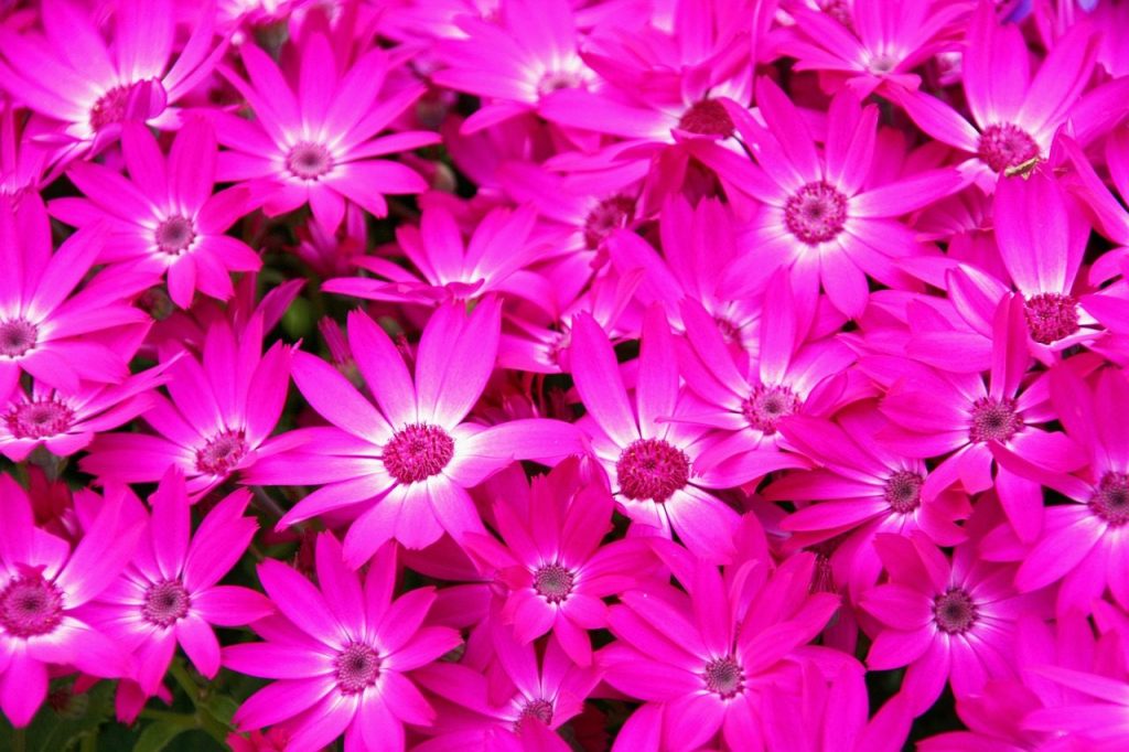 florist's cineraria, flower wallpaper, beautiful flowers, cineraria, common ragwort, pericallis × hybrida, nature, flowers, pink flowers, flower background, garden