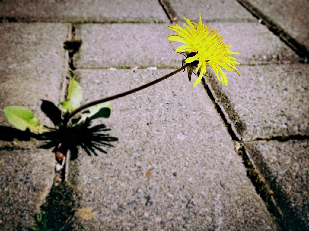 dandelion, weed, flower, blossom, bloom, yellow, pavement, paving stones, bright, green, beautiful flowers, nature, flower background, flower wallpaper, filigree, spring, alone, lonely, grow