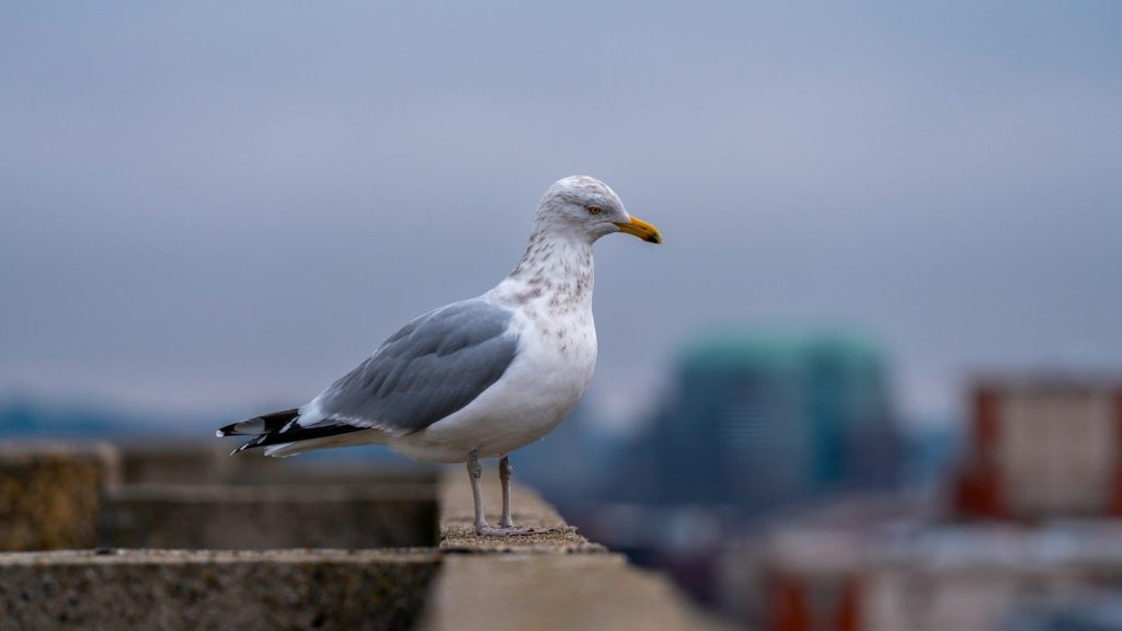 a seagull standing on a ledge in front of a city