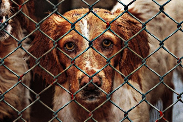 animal welfare, dog, locked