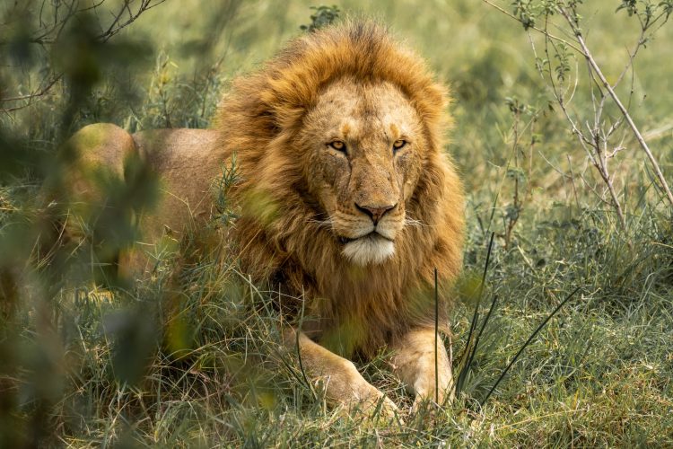 lion lying on green grass during daytime