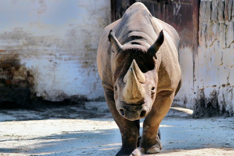 rhinoceros walking near white wall