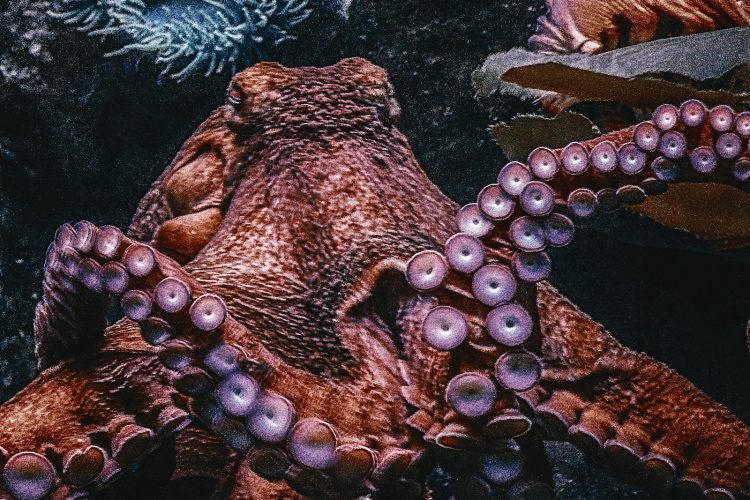 brown Octopus