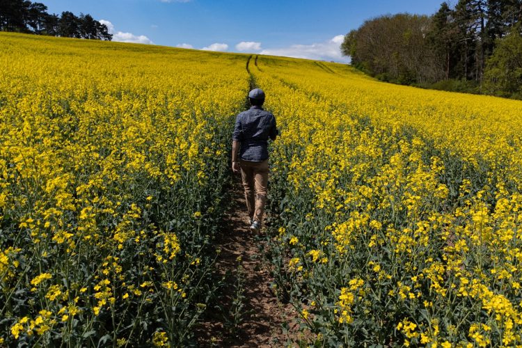 a person walking in a field of flowers