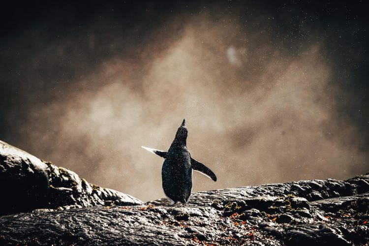 black bird on gray rock
