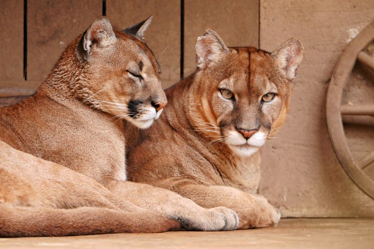Relaxing couple