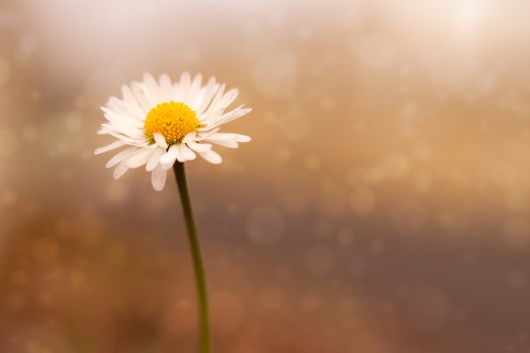 selective focus photography of daisy flower