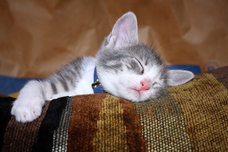 Dreaming...!by Eleni