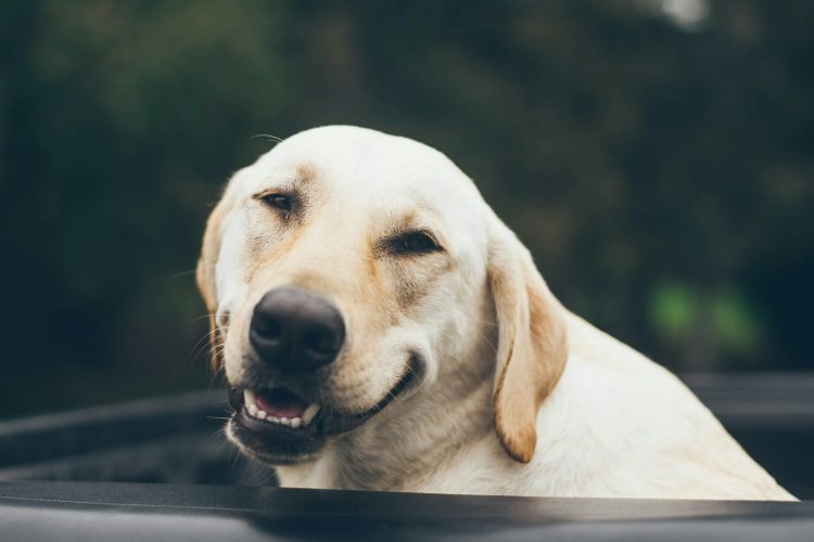 adult yellow Labrador retriever inside black plastic basin