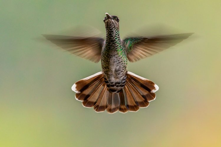 flying brown bird