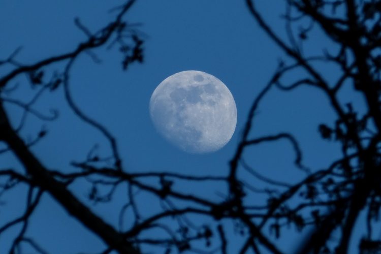waxing gibbous moon seen through withered trees
