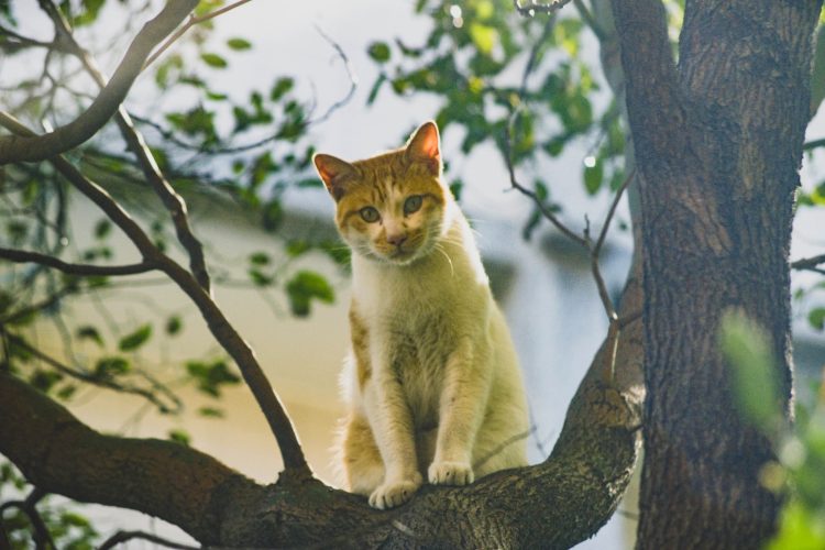 white and brown cat on tree branch