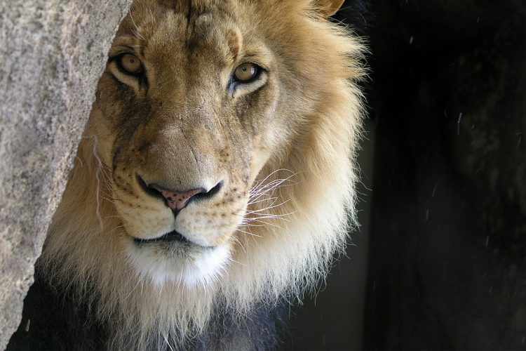 closeup photo of lion