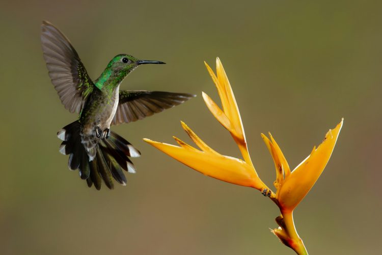 grey bird and yellow flower