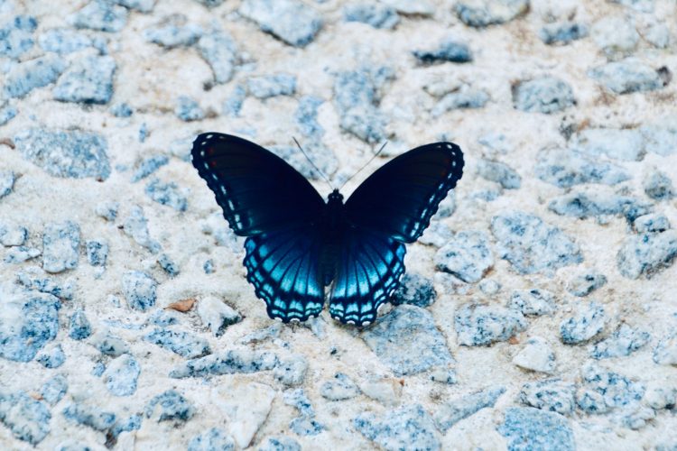 black and white butterfly on gray and white stone