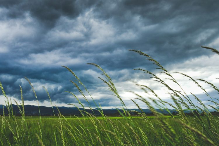 shallow focus photography of plants and blowing wind