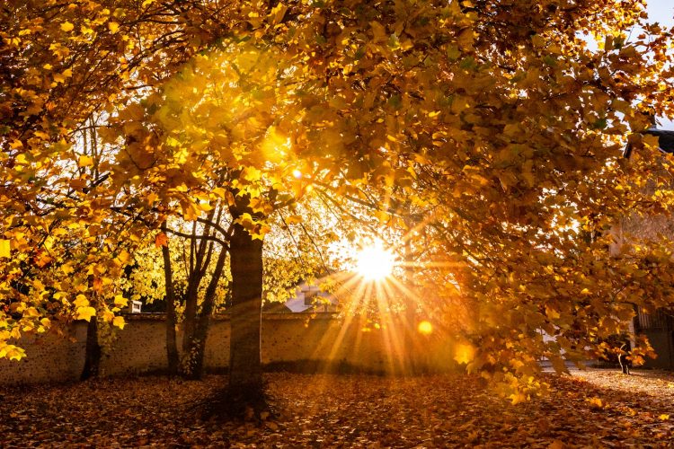 the sun shines through the leaves of a tree