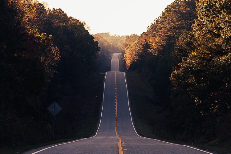 asphalt road between trees