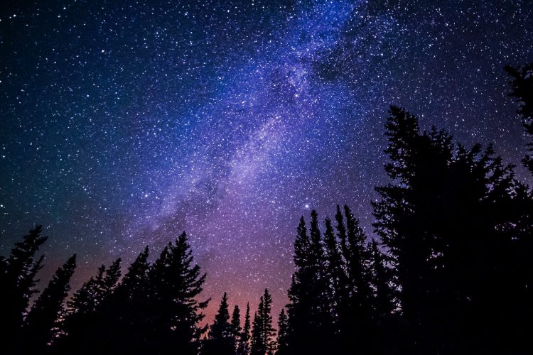 worm's eye view of trees during night time