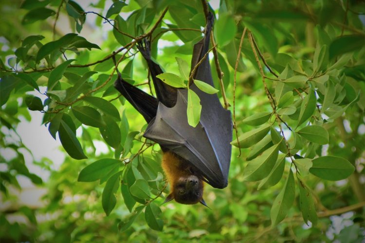 black bat
