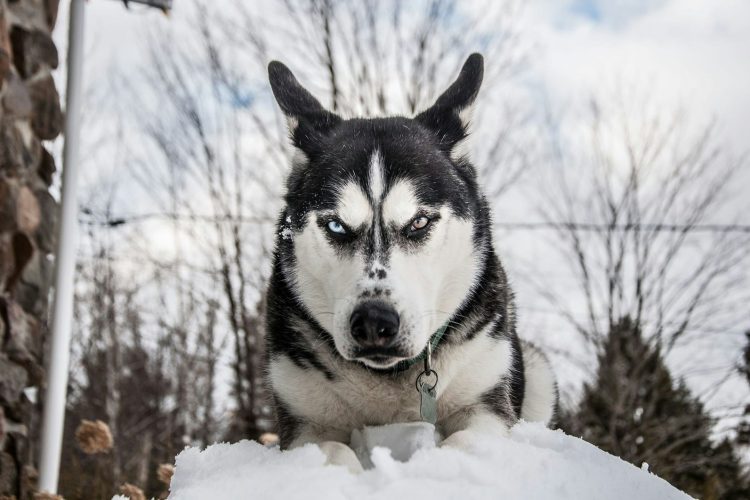 Siberian husky on snow during daytime