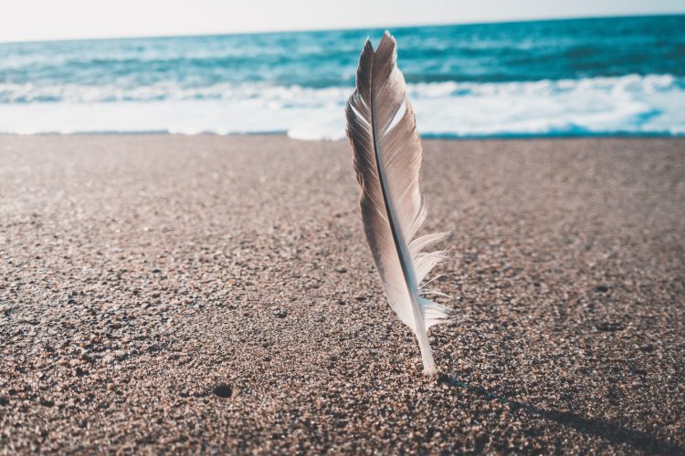 brown and gray feather near seashore