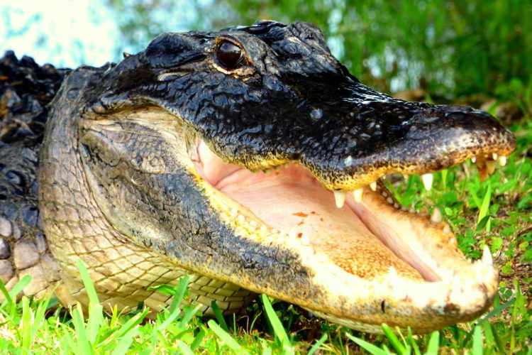 black crocodile on green grass during daytime
