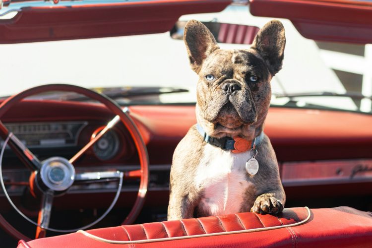brown and white short coated dog on orange car seat