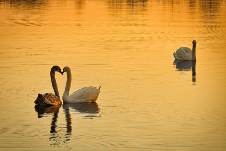 swan on lake