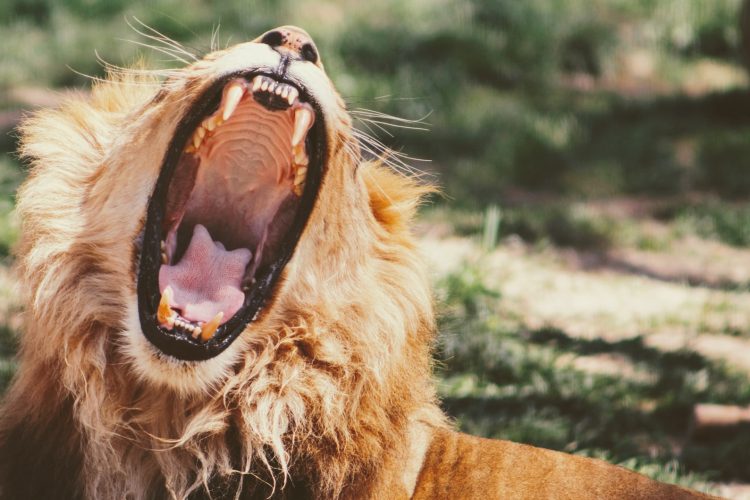 yawning lion on green grass during daytime