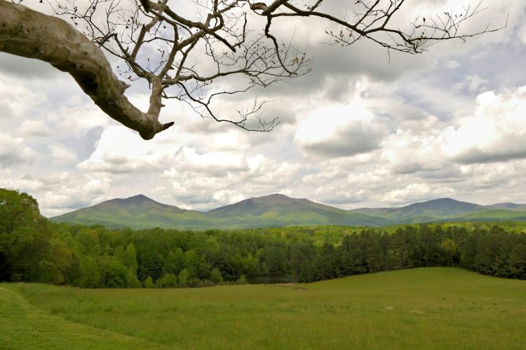 a field with a tree and mountains in the background