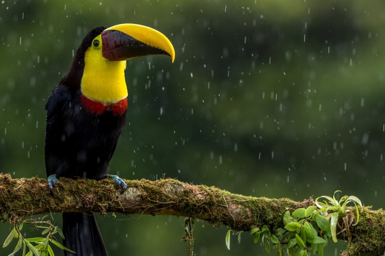a toucan sitting on a branch in the rain