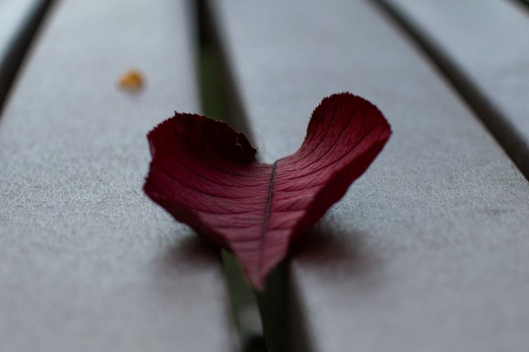 a red flower on a plant