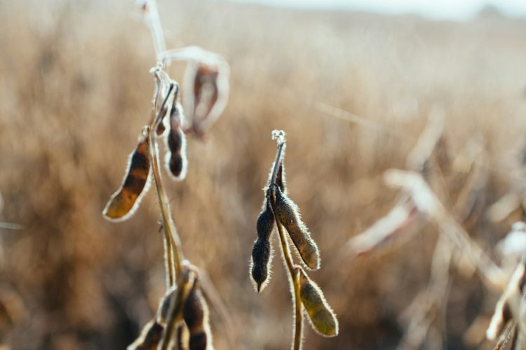 selective focus photo of plant