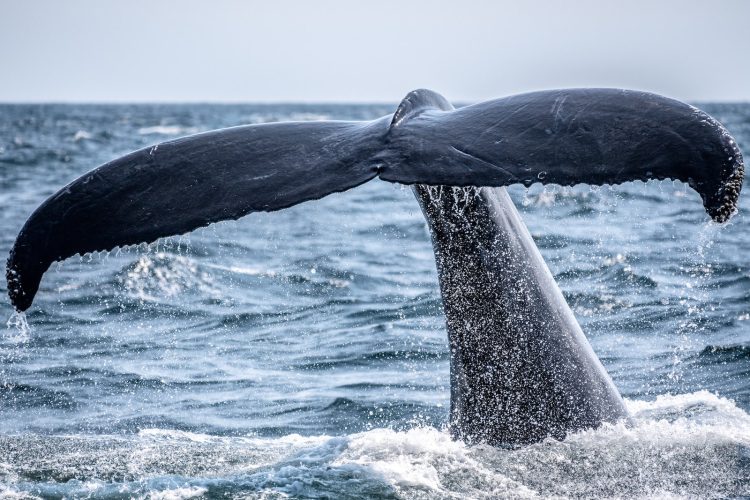 whale's tail sticking out of the ocean during day