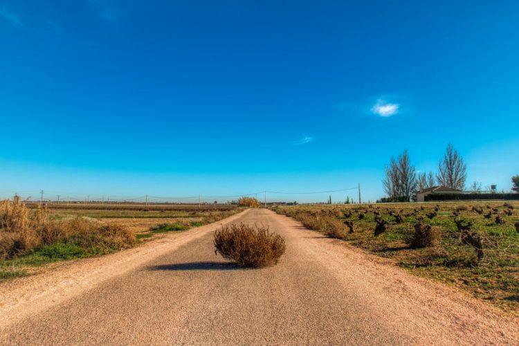 tumbleweed in the middle of the road between field during day